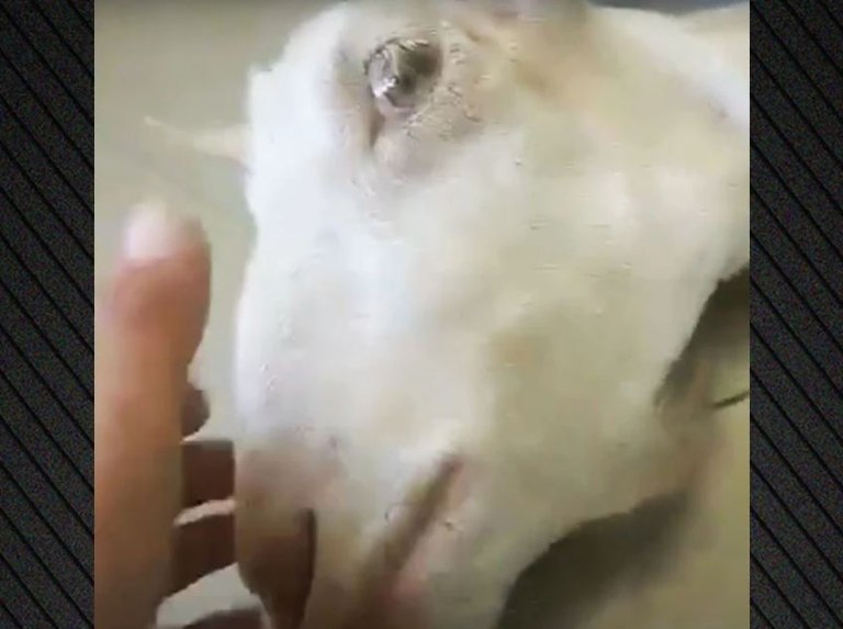 Ηλεία: Πέταξαν κοντά στο φράγμα του Αλφειού ζωντανή κατσίκα που είχε ακρωτηριαστεί λόγω παστουρώματος