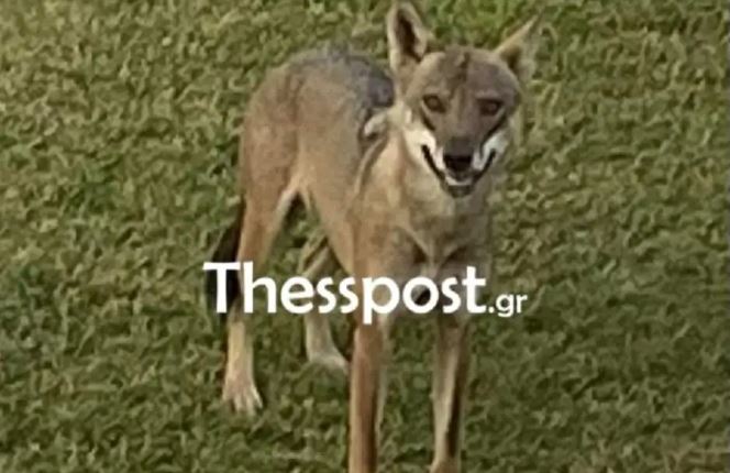 Χαλκιδική: Με drones ψάχνουν τον λύκο που τραυμάτισε το 5χρονο  Στήσουν παγίδες για να τον πιάσουν