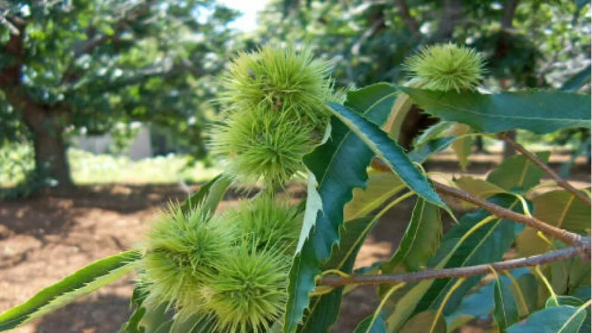 Α. Μεϊκόπουλος: Αντί για αποζημιώσεις, μηνύματα για επιστροφή χρημάτων στους καστανοπαραγωγούς του Πηλίου