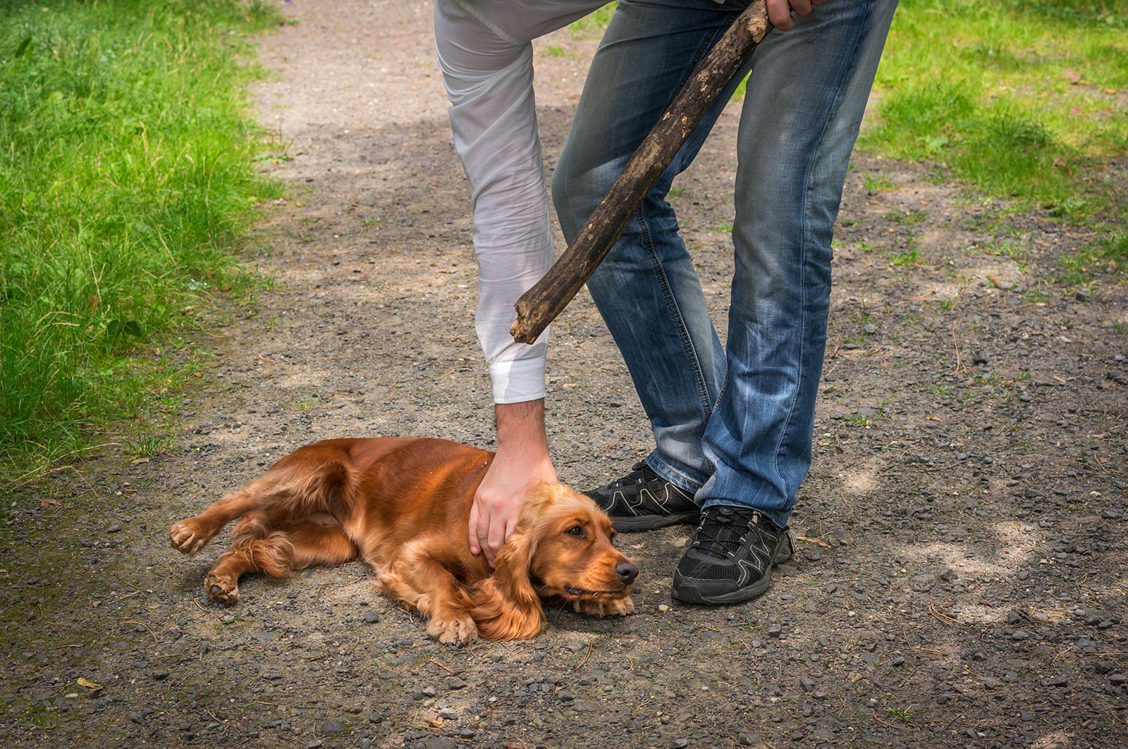 Βόλος: 18 μήνες φυλάκιση σε άνδρα που χτυπούσε τον σκύλο του στο πάρκο
