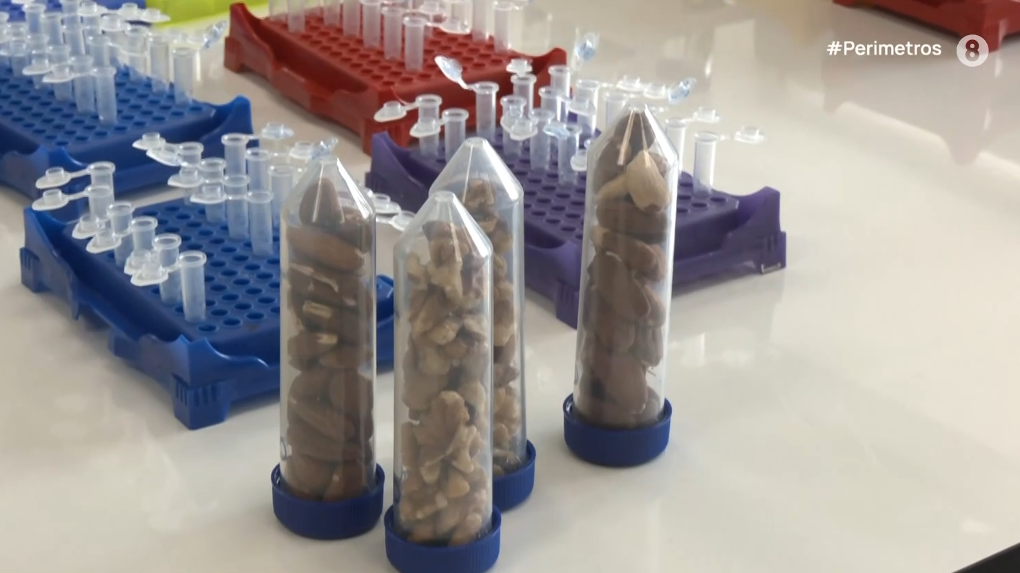 Λάρισα: Μια ακόμα έρευνα επιβεβαιώνει τη μεγάλη διατροφική αξία των αμυγδάλων Συκουρίου