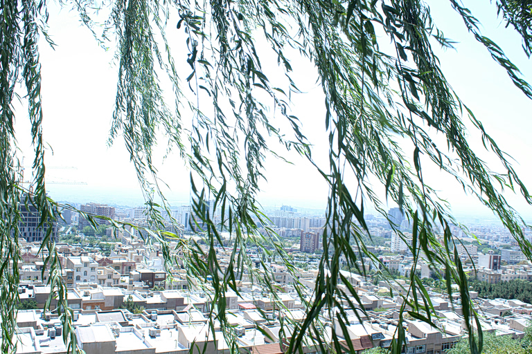 Πόσα δέντρα βλέπετε από το