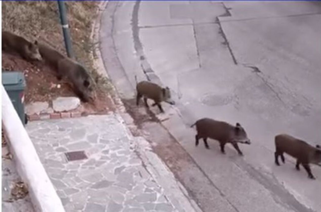 Αγριογούρουνα έκαναν την εμφάνισή τους στον αστικό ιστό του Βόλου