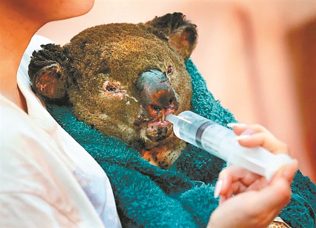 Αυστραλία: Εγκρίθηκε το πρώτο εμβόλιο για να σωθούν τα κοάλα από τα χλαμύδια