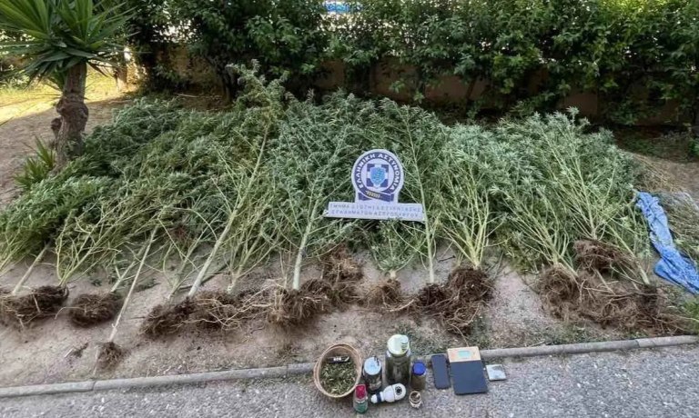 Ασπρόπυργος: Καλλιεργούσε δενδρύλλια κάνναβης στο σπίτι του  Επιχείρηση της ΕΛ.ΑΣ. για τη σύλληψη 49χρονου