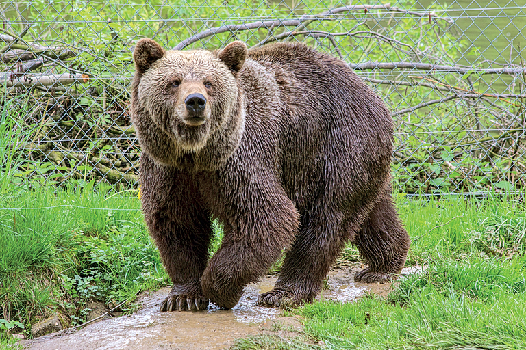 Φονική επίθεση αρκούδας στην Πολωνία  Νεκρή 58χρονη