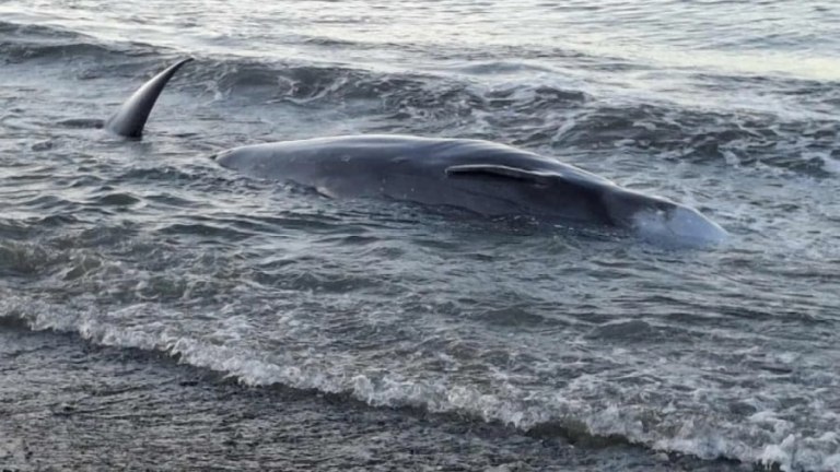Κρήτη: Ανησυχία από μαζικό εκβρασμό νεκρών φαλαινοειδών Ζιφιών  Τι αναφέρει ο Αρίων