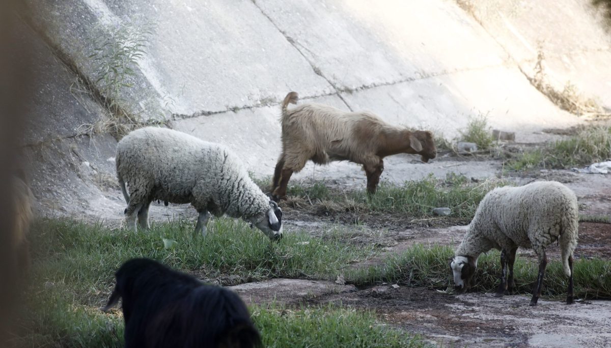 Έκτακτα μέτρα κατά της ευλογιάς αιγοπροβάτων  Το σχέδιο 10 ημερών, τι ανέφερε ο Κ. Τσιάρας