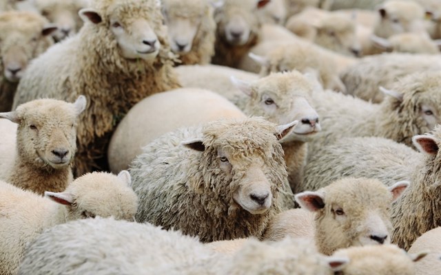 Πάνω από 350 εκατ. ευρώ οι ζημιές από την ευλογιά των προβάτων στους 14 μήνες Σε 410.000 τα χαμένα ζώα από ζωονόσους λέει ο πρόεδρος του ΣΕΚ