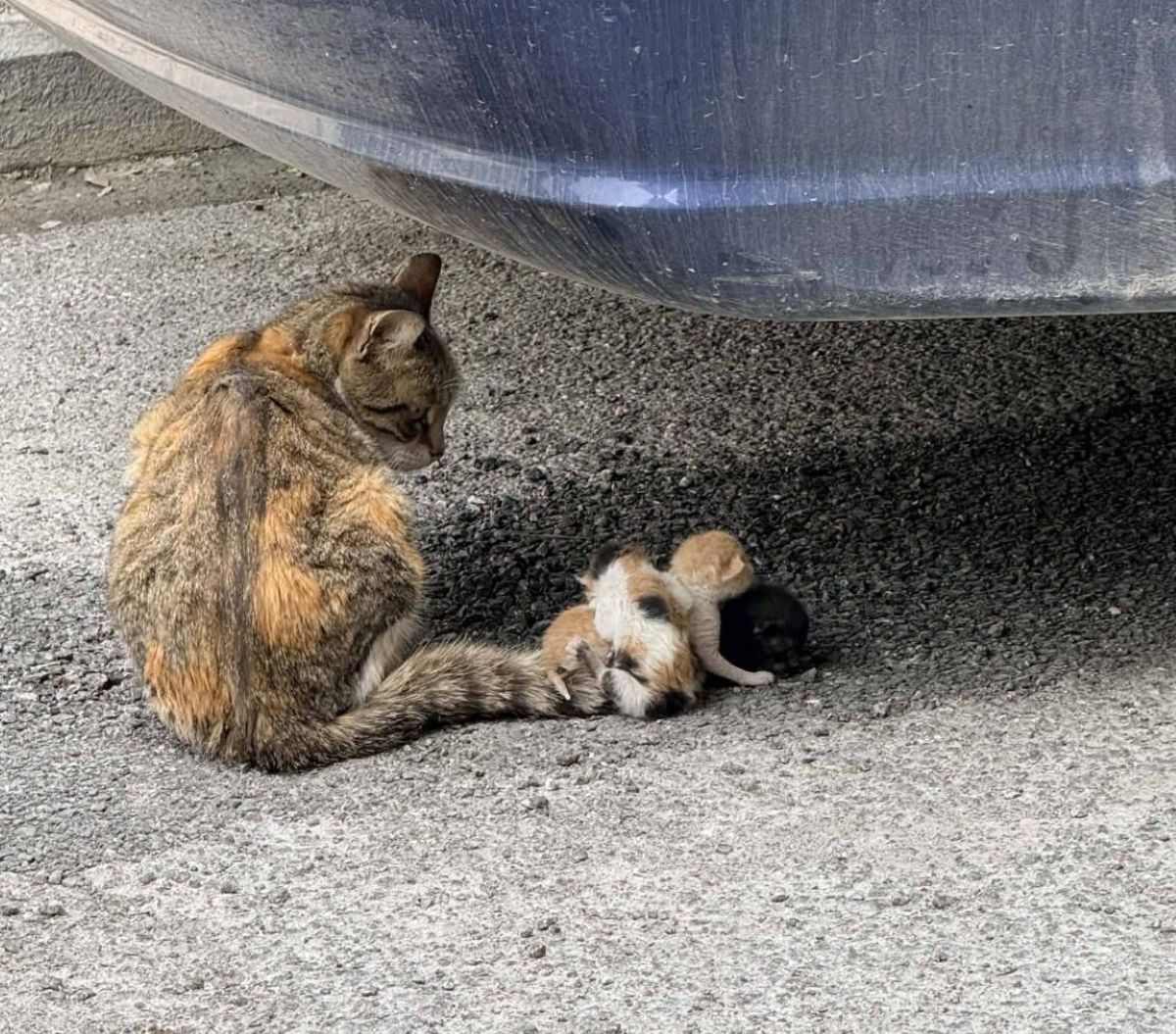Φρίκη στον Βόλο: Έδεσαν