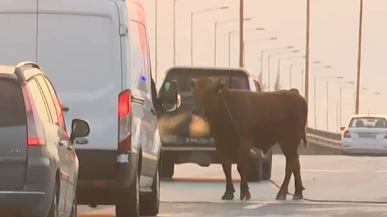 Θεσσαλονίκη: Αναστάτωση από αγελάδα που έκοβε βόλτες στην εθνική οδό στο ύψος της Σίνδου  Δείτε βίντεο
