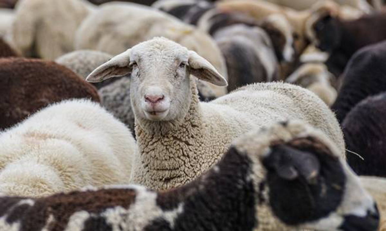 Ευλογιά αιγοπροβάτων: Ανοιχτό το ενδεχόμενο lockdown  Εν αναμονή των κρίσιμων αποφάσεων