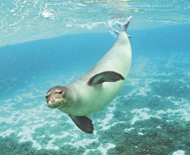 Συναγερμός στην Αρκτική: Οι φώκιες εξαφανίζονται, τα πουλιά λιγοστεύουν  Η νέα Κόκκινη Λίστα σοκάρει