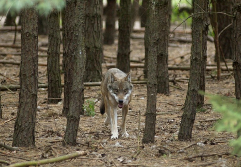 Υβρίδιο λύκου  σκύλου στη Χαλκιδική  Το πρώτο που εντοπίζεται στην Ελλάδα