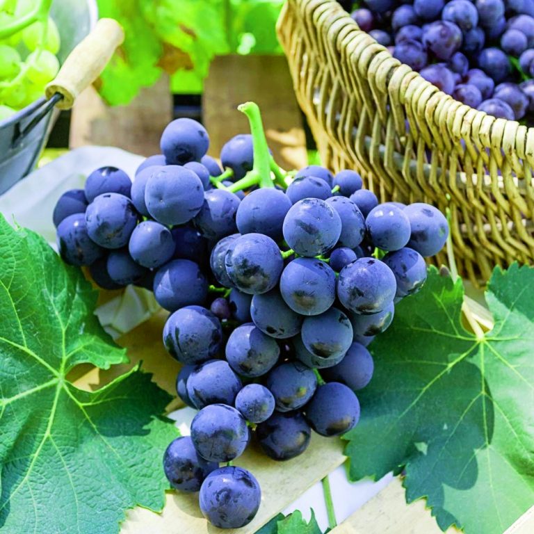 Τύρναβος: Θρασύτατοι κλέφτες τρύγησαν δύο αμπελώνες