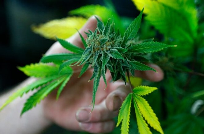 Μαριχουάνα Go!