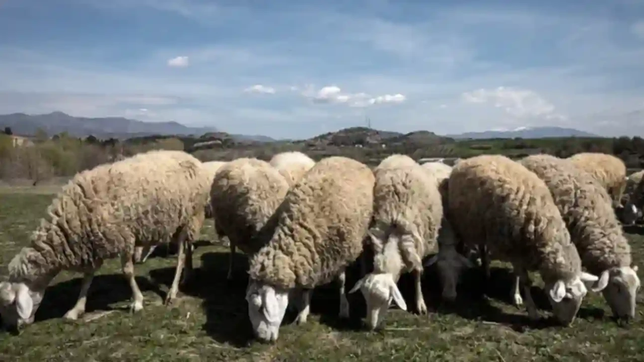 Νέα δείγματα εξετάζονται για ευλογιά στον Αλμυρό