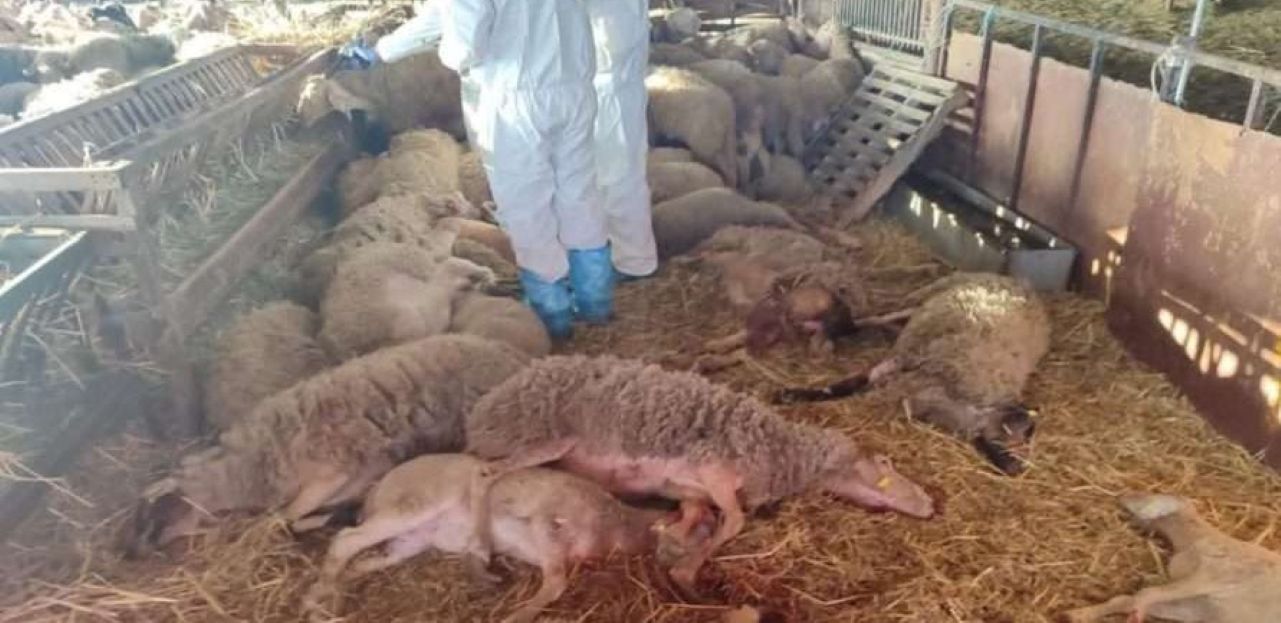 Μέσα σε ένα 48ωρο πέντε ύποπτα κρούσματα ευλογιάς σε κτηνοτροφικές μονάδες της Μαγνησίας