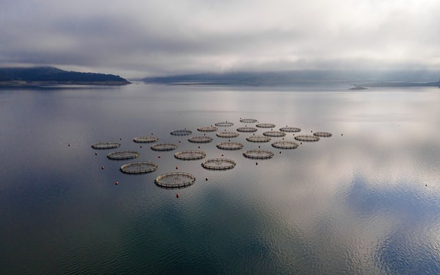 Ιχθυοκαλλιέργειες: Οι γραφειοκρατικές καθυστερήσεις "πνίγουν" τις επενδύσεις