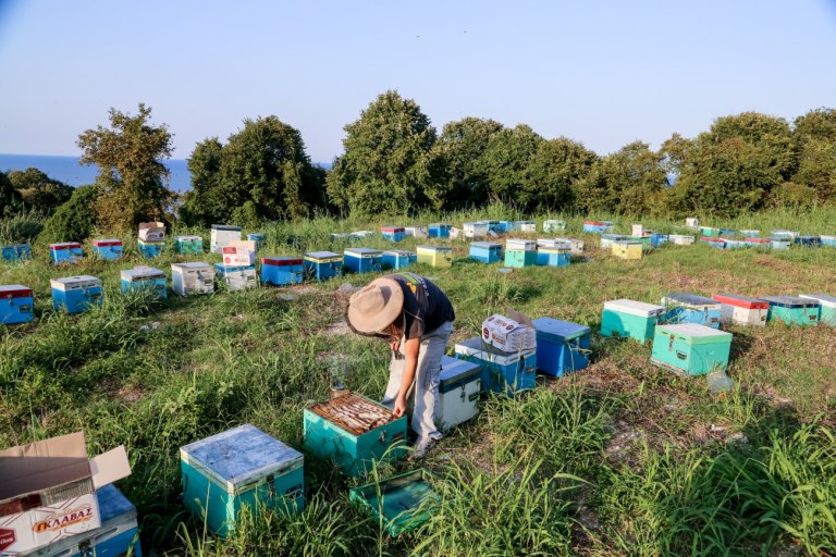 Κόκκαλης: Αδικία και εμπαιγμός σε βάρος των μελισσοκόμων  Η κυβέρνηση έδωσε τα μισά από όσα υποσχέθηκε