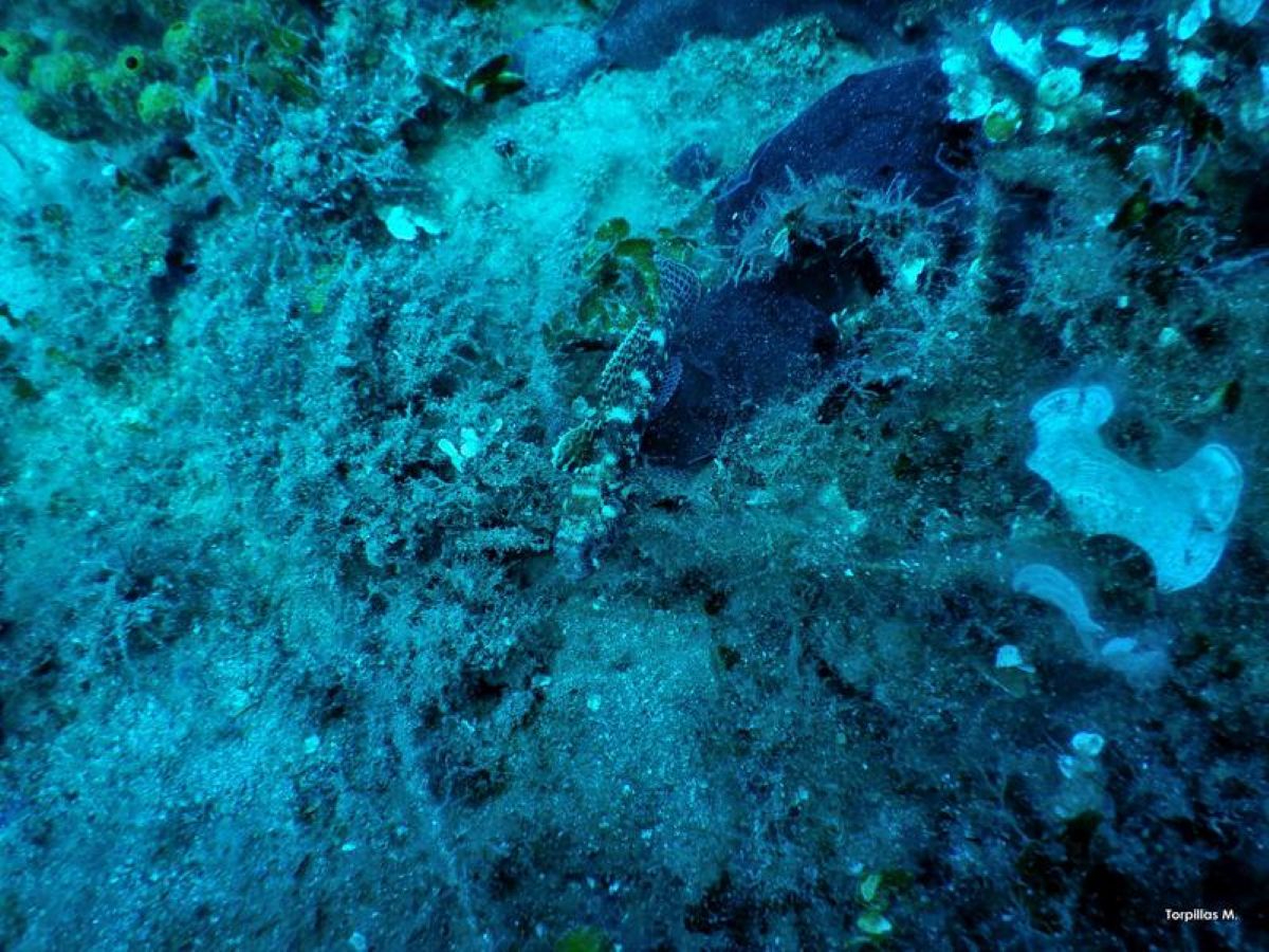 Πρωτοποριακό μοντέλο ερευνά πιθανή εισβολή τοξικών ξενικών ψαριών στον Παγασητικό