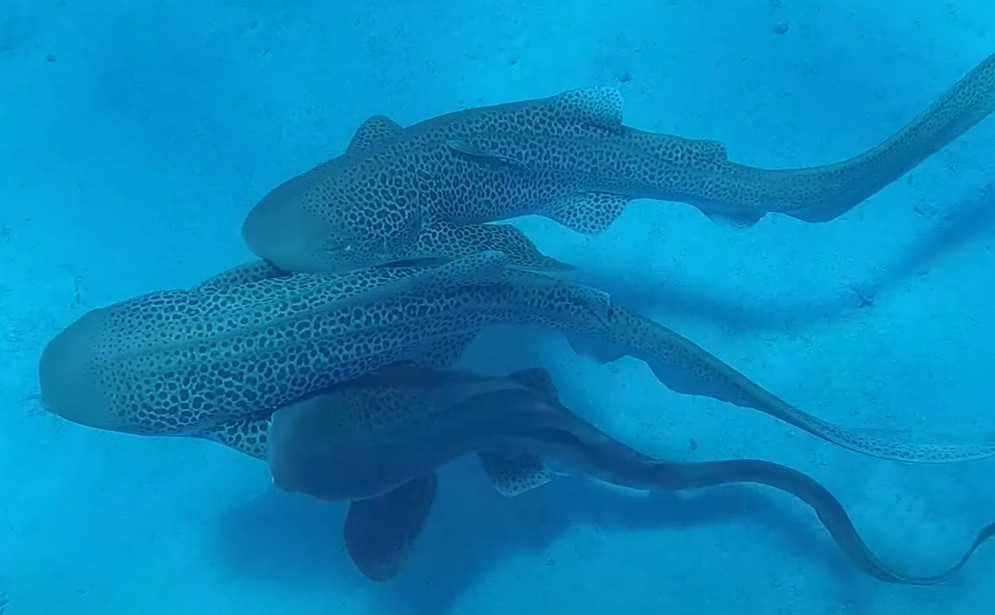 Πρωτόγνωρο θέαμα: Καρχαρίες ζέβρες πιάστηκαν να ζευγαρώνουν και ήταν τρίο! (video)