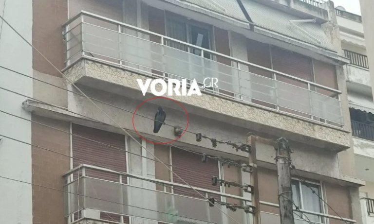 Θεσσαλονίκη: Κοράκι επιτίθεται σε περαστικούς – Τρεις τραυματίες