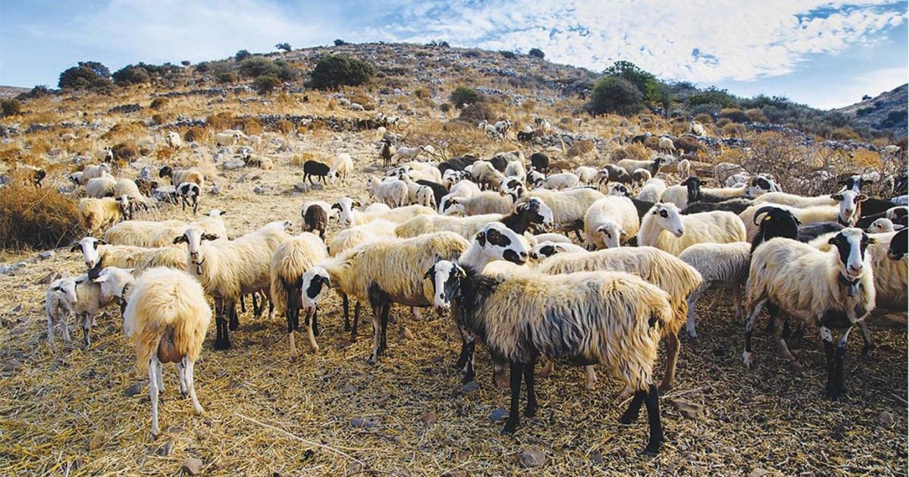 Η σφαγή των ζώων - η συνενοχή της Περιφέρειας!